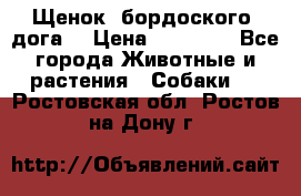 Щенок  бордоского  дога. › Цена ­ 60 000 - Все города Животные и растения » Собаки   . Ростовская обл.,Ростов-на-Дону г.